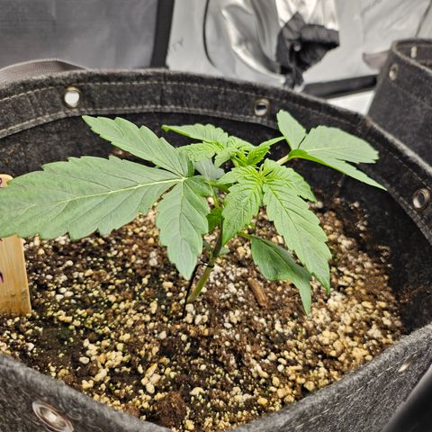 Mimosa #2 growlog timeline photo