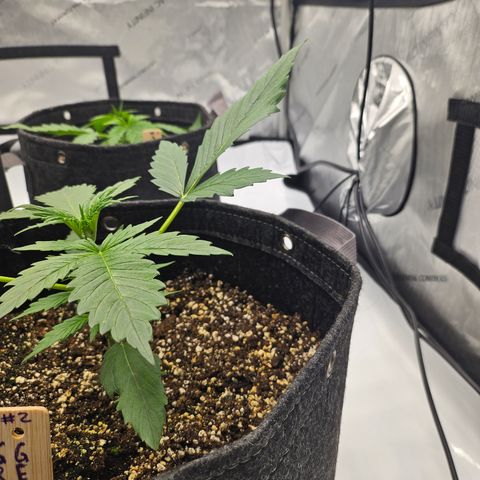 Green Gelato #2 growlog timeline photo