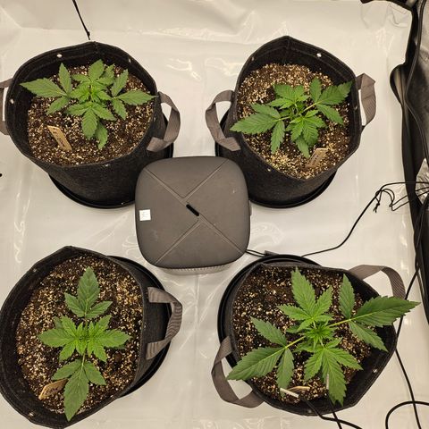 Green Gelato #2 growlog timeline photo