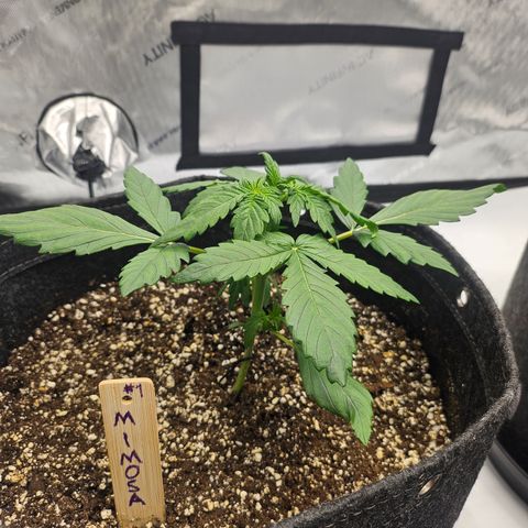 Mimosa #1 growlog timeline photo