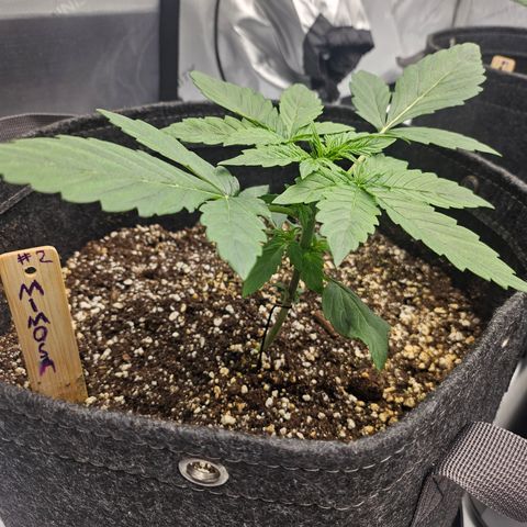 Mimosa #2 growlog timeline photo