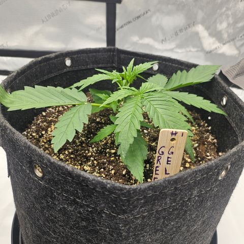 Green Gelato #1 growlog timeline photo