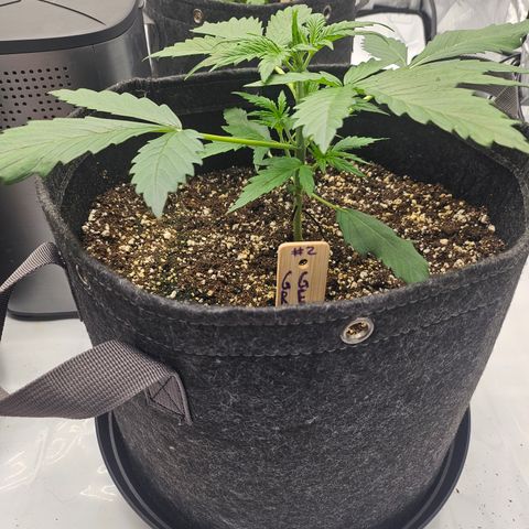 Green Gelato #2 growlog timeline photo