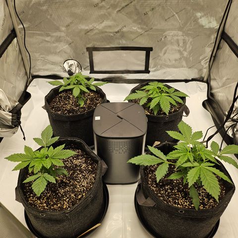 Green Gelato #2 growlog timeline photo