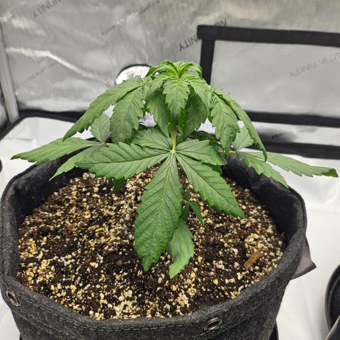 Mimosa #1 growlog timeline photo
