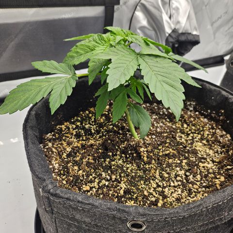 Mimosa #2 growlog timeline photo