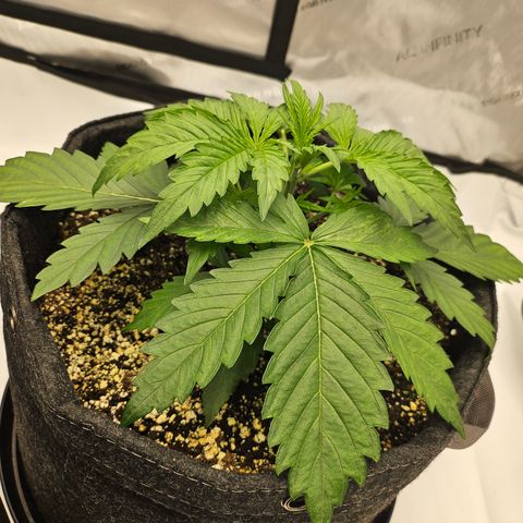 Green Gelato #1 growlog timeline photo