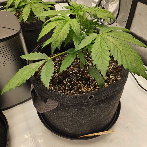 Green Gelato #2 growlog timeline photo
