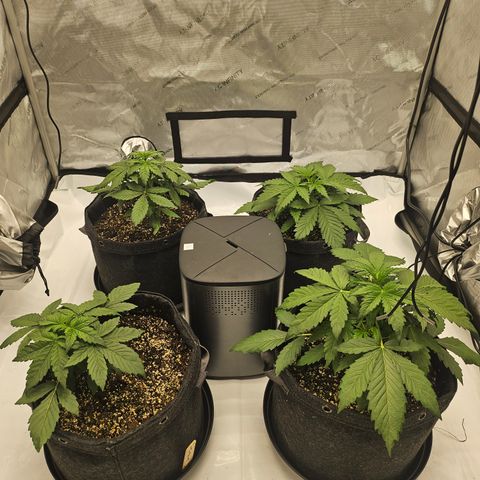 Green Gelato #2 growlog timeline photo