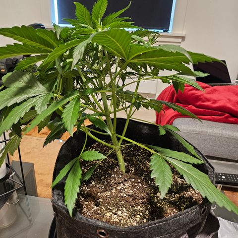 Green Gelato #2 growlog timeline photo
