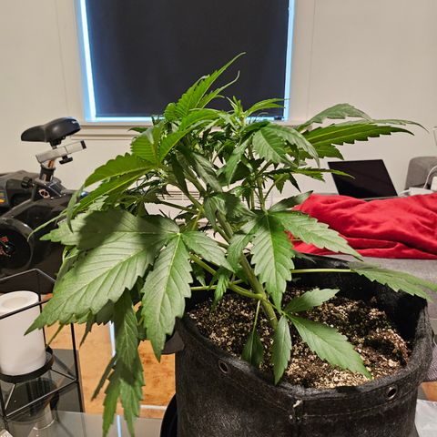 Green Gelato #2 growlog timeline photo