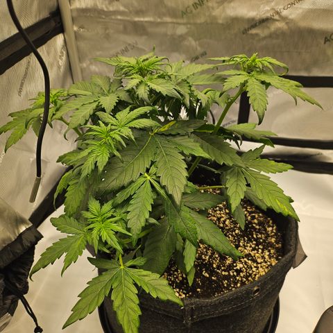 Mimosa #1 growlog timeline photo