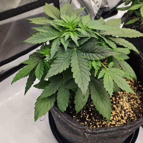 Mimosa #2 growlog timeline photo