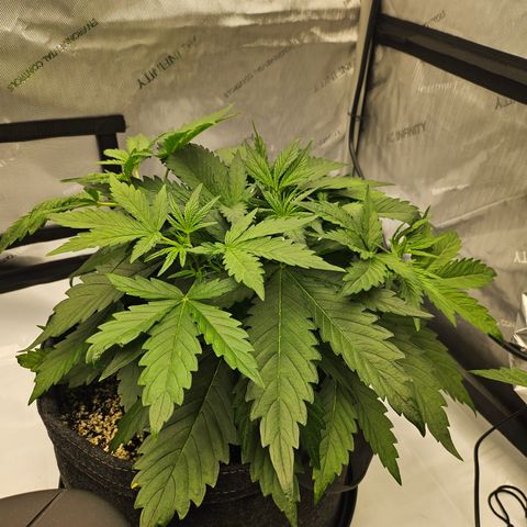 Green Gelato #1 growlog timeline photo