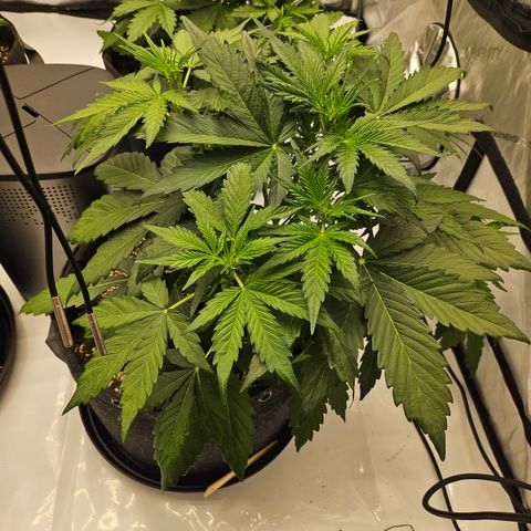 Green Gelato #2 growlog timeline photo