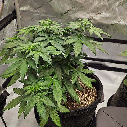 Mimosa #1 growlog timeline photo