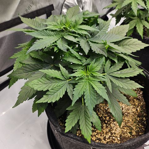 Mimosa #2 growlog timeline photo