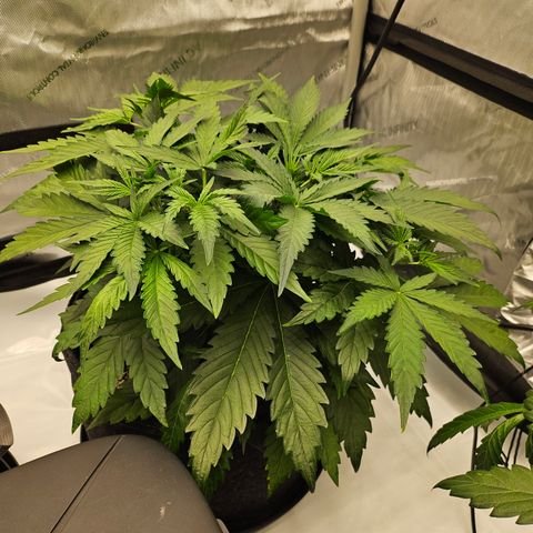 Green Gelato #1 growlog timeline photo