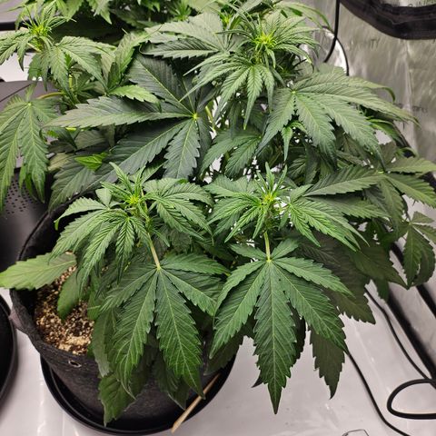 Green Gelato #2 growlog timeline photo