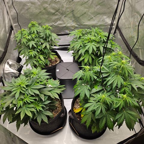 Green Gelato #2 growlog timeline photo