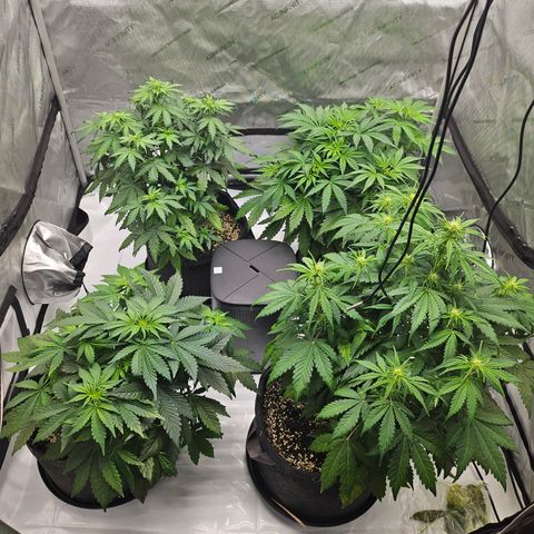 Green Gelato #2 growlog timeline photo