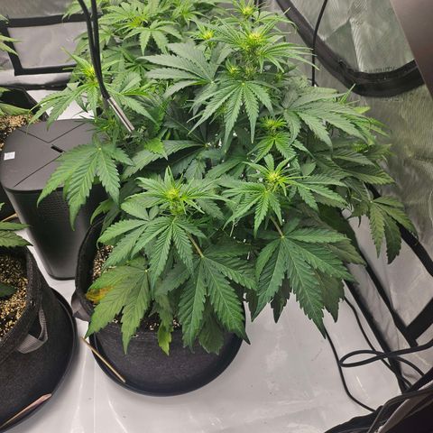 Green Gelato #2 growlog timeline photo