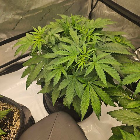 Green Gelato #1 growlog timeline photo