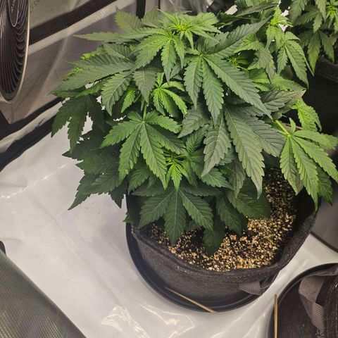 Mimosa #2 growlog timeline photo