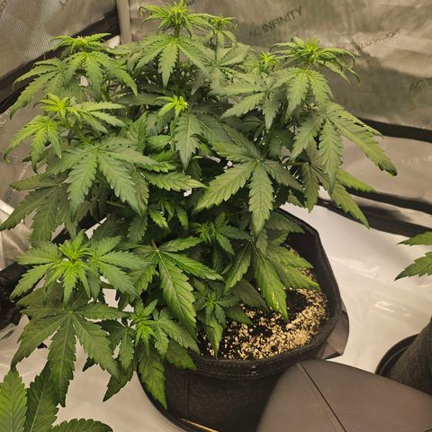 Mimosa #1 growlog timeline photo