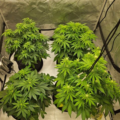 Green Gelato #2 growlog timeline photo