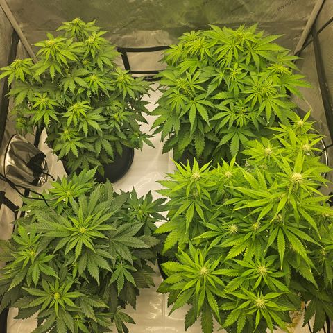 Green Gelato #2 growlog timeline photo