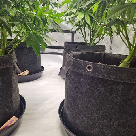 Green Gelato #2 growlog timeline photo