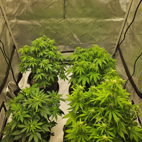 Green Gelato #2 growlog timeline photo
