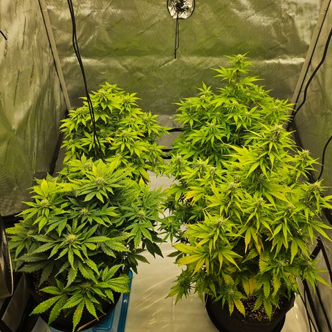 Green Gelato #2 growlog timeline photo
