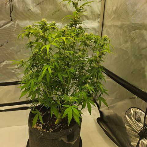 Green Gelato #1 growlog timeline photo