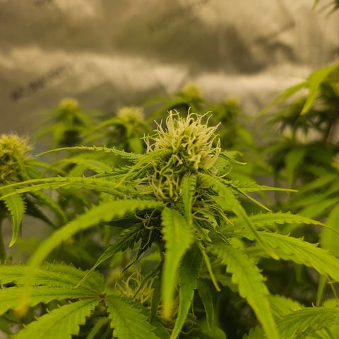 Green Gelato #1 growlog timeline photo