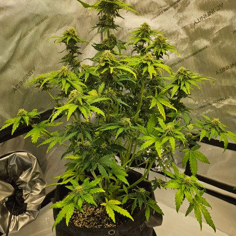 Mimosa #1 growlog timeline photo