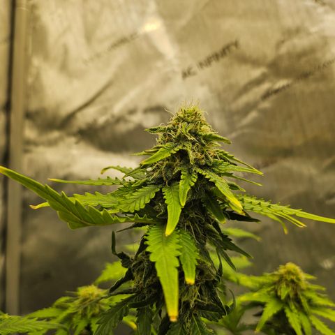 Mimosa #1 growlog timeline photo