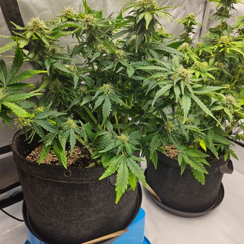Mimosa #2 growlog timeline photo