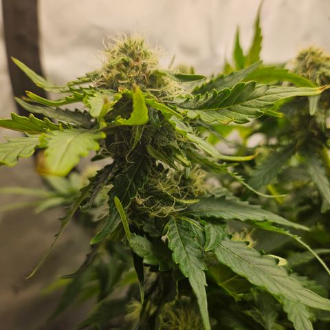 Mimosa #2 growlog timeline photo