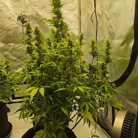 Green Gelato #2 growlog timeline photo
