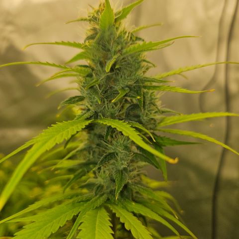 Green Gelato #2 growlog timeline photo