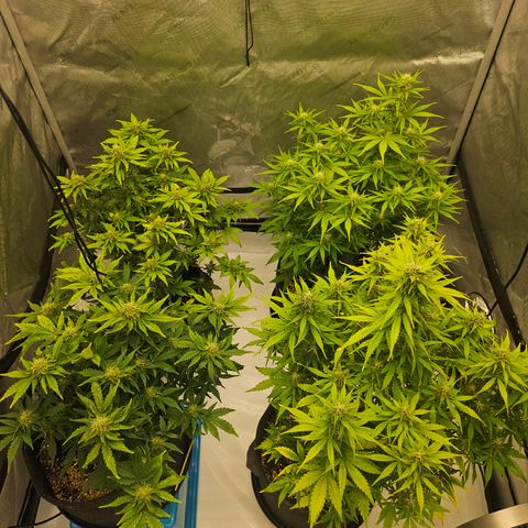 Green Gelato #2 growlog timeline photo