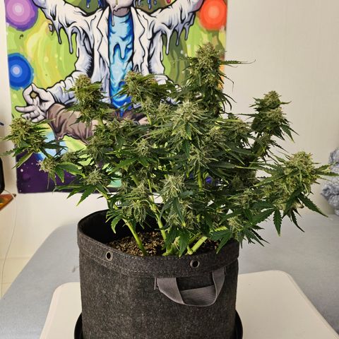 Mimosa #2 growlog timeline photo