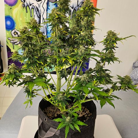Mimosa #1 growlog timeline photo