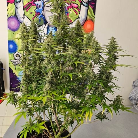 Green Gelato #2 growlog timeline photo