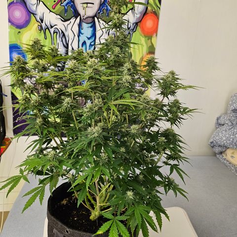 Green Gelato #1 growlog timeline photo