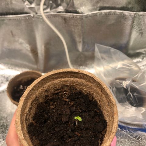 White Widow growlog photo: starting to sprout!!! yay