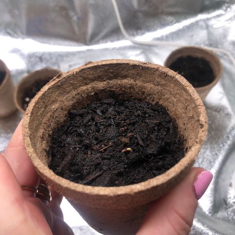 White Widow growlog photo: starting to sprout!!! yay