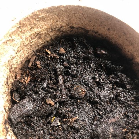 White Widow growlog photo: starting to sprout!!! yay